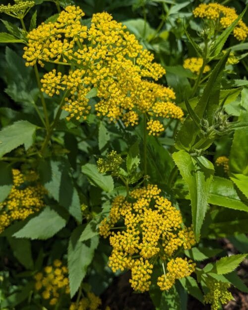 Golden Alexander