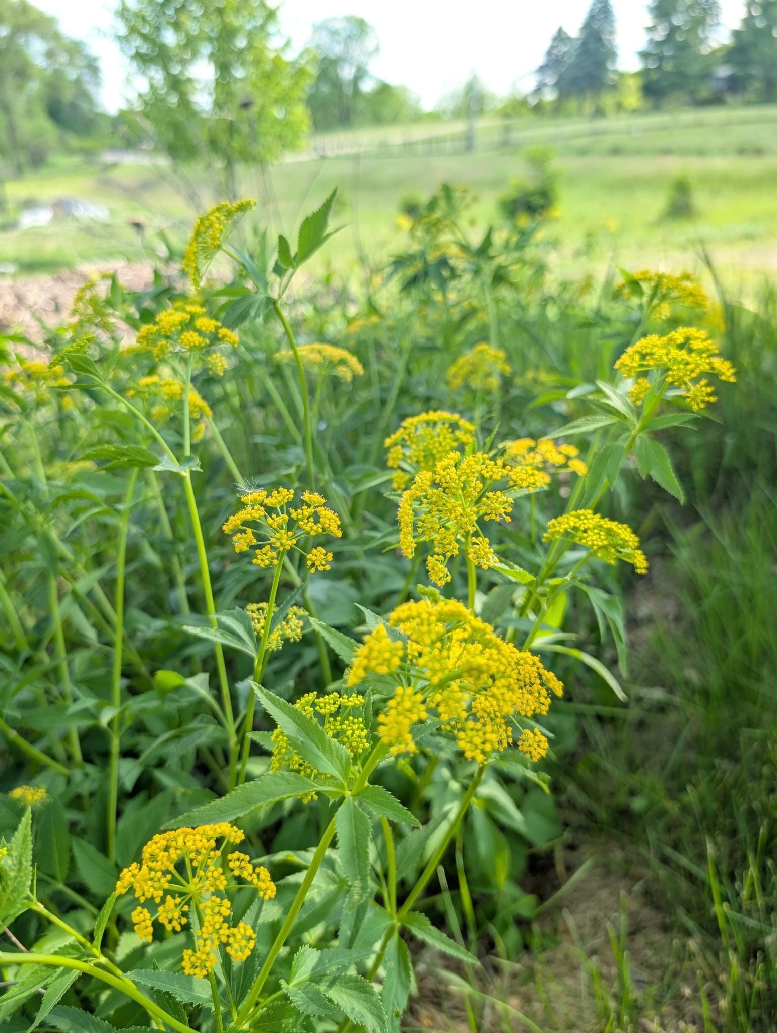 Golden Alexander