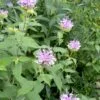 Wild Bergamot