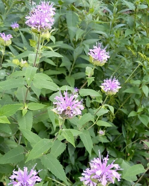 Wild Bergamot