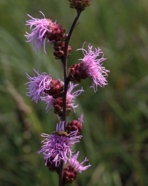 Meadow Blazingstar