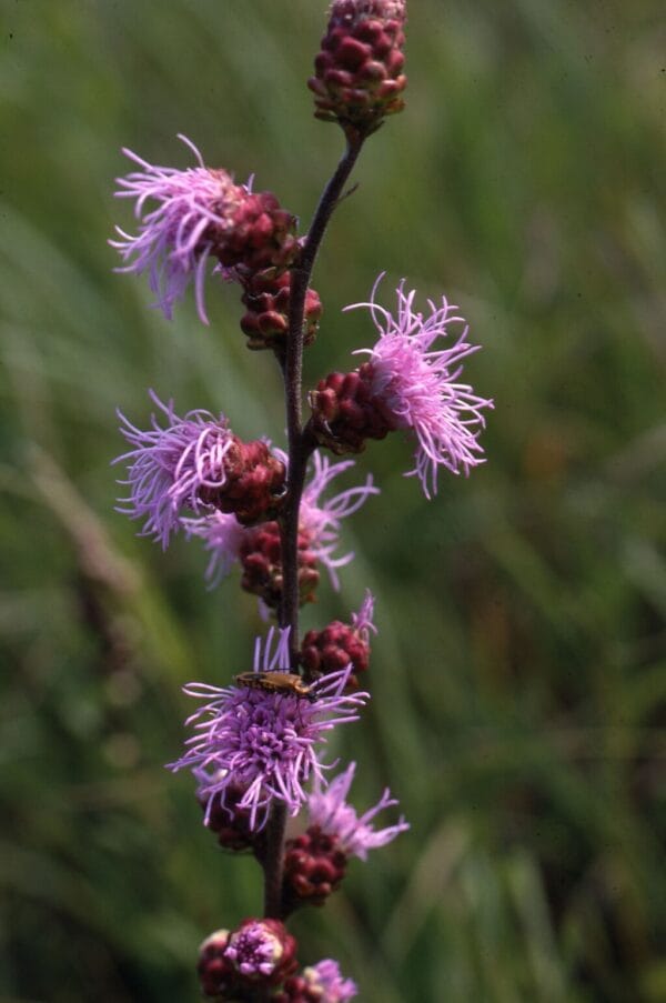 Meadow Blazingstar