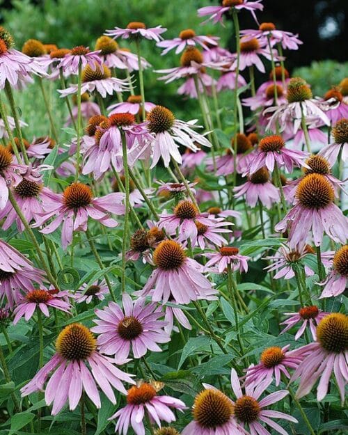 Purple Coneflower