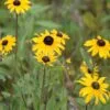 Black Eyed Susan