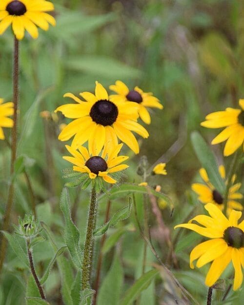 Black Eyed Susan