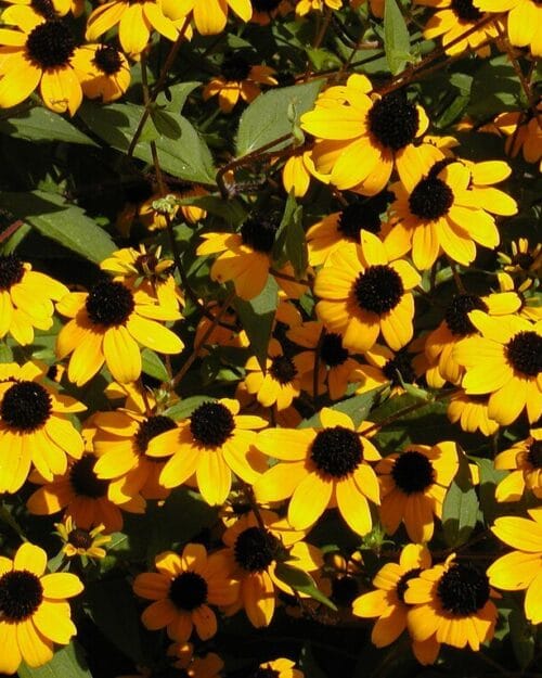 Brown Eyed Susan