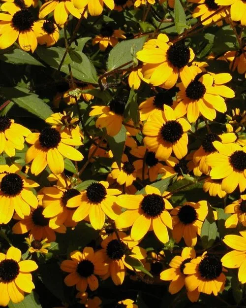 Brown Eyed Susan