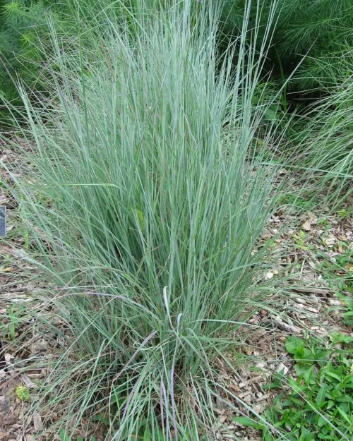 Little Bluestem