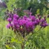 Ironweed