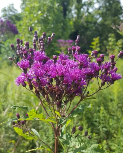 Ironweed