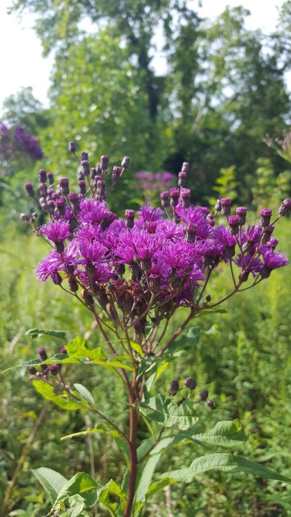 Ironweed