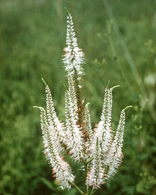 Culver's Root