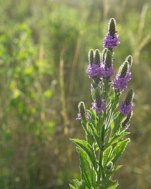 Hoary Vervain
