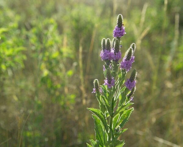 Hoary Vervain