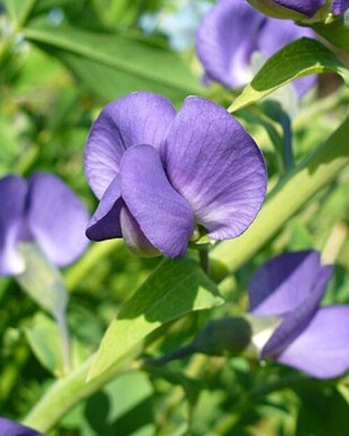 Blue False Indigo