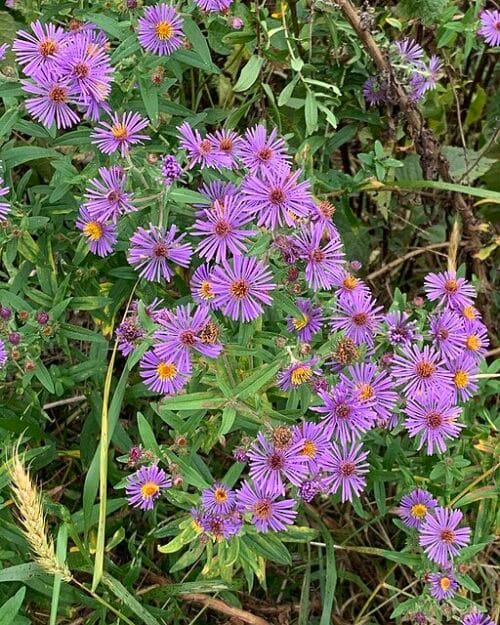 New England Aster