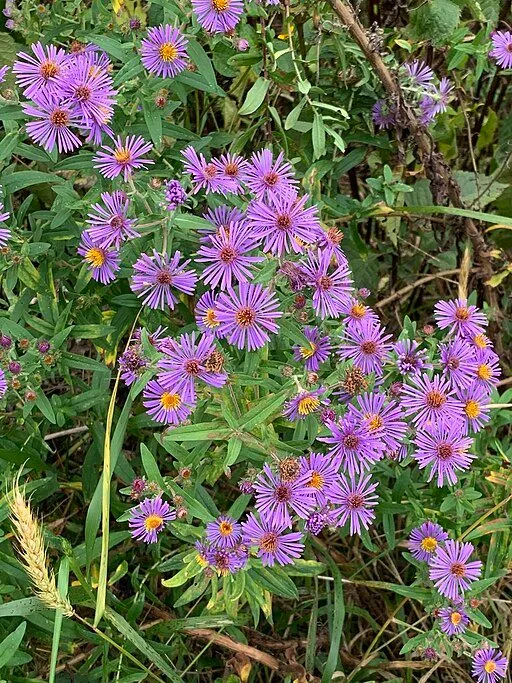 New England Aster