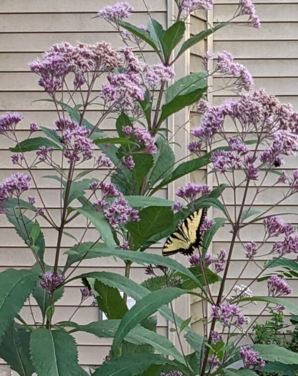 Sweet Joe Pye Weed - Image 2