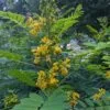 Wild Senna