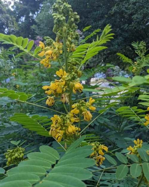 Wild Senna