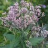 Sweet Joe Pye Weed