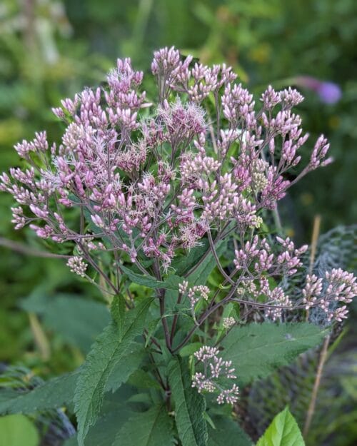 Sweet Joe Pye Weed