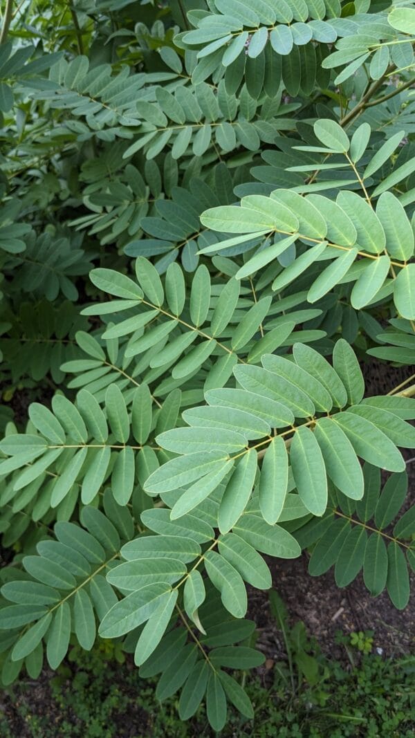 Wild Senna - Image 2