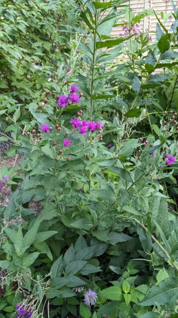 Ironweed - Image 2