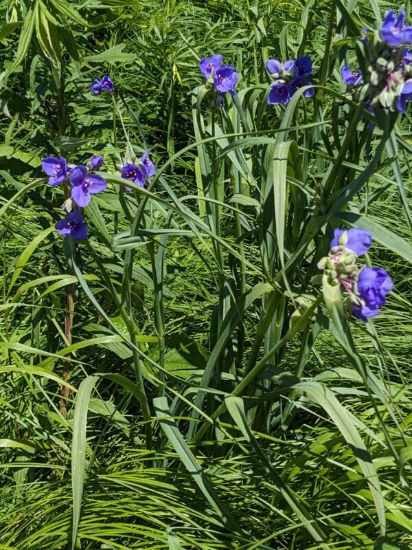 Ohio Spiderwort - Image 4