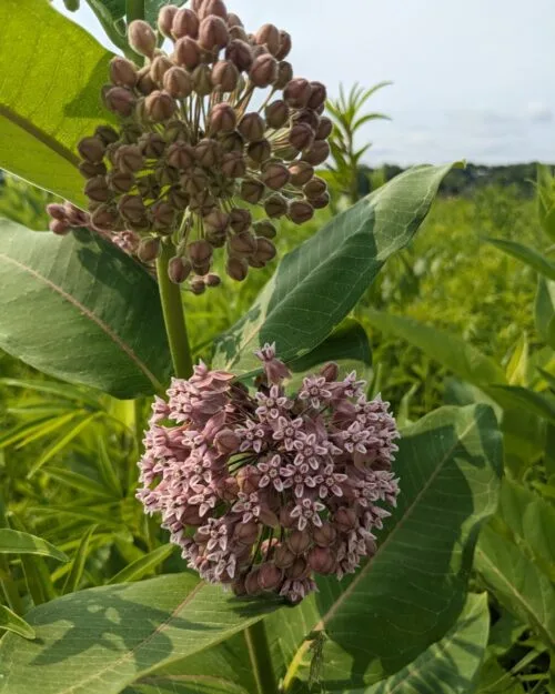 Common Milkweed
