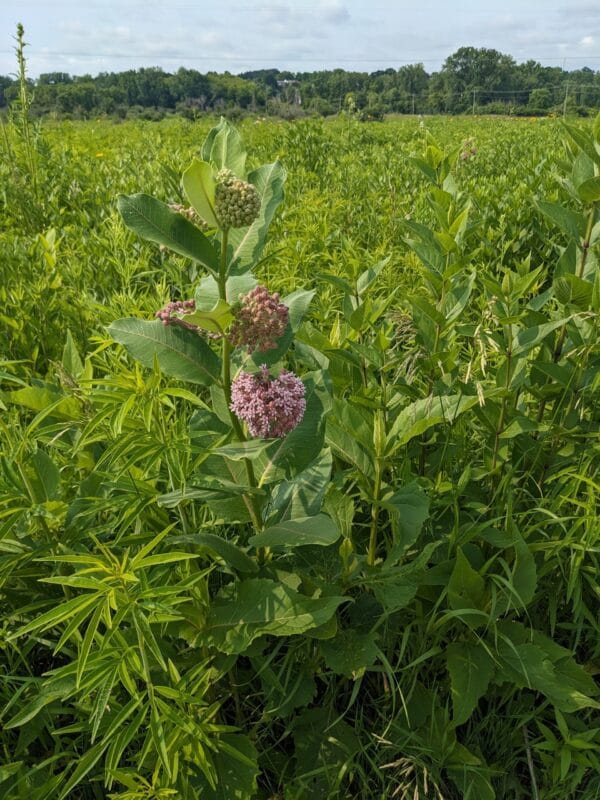 Common Milkweed - Image 2
