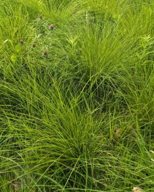 Prairie Dropseed