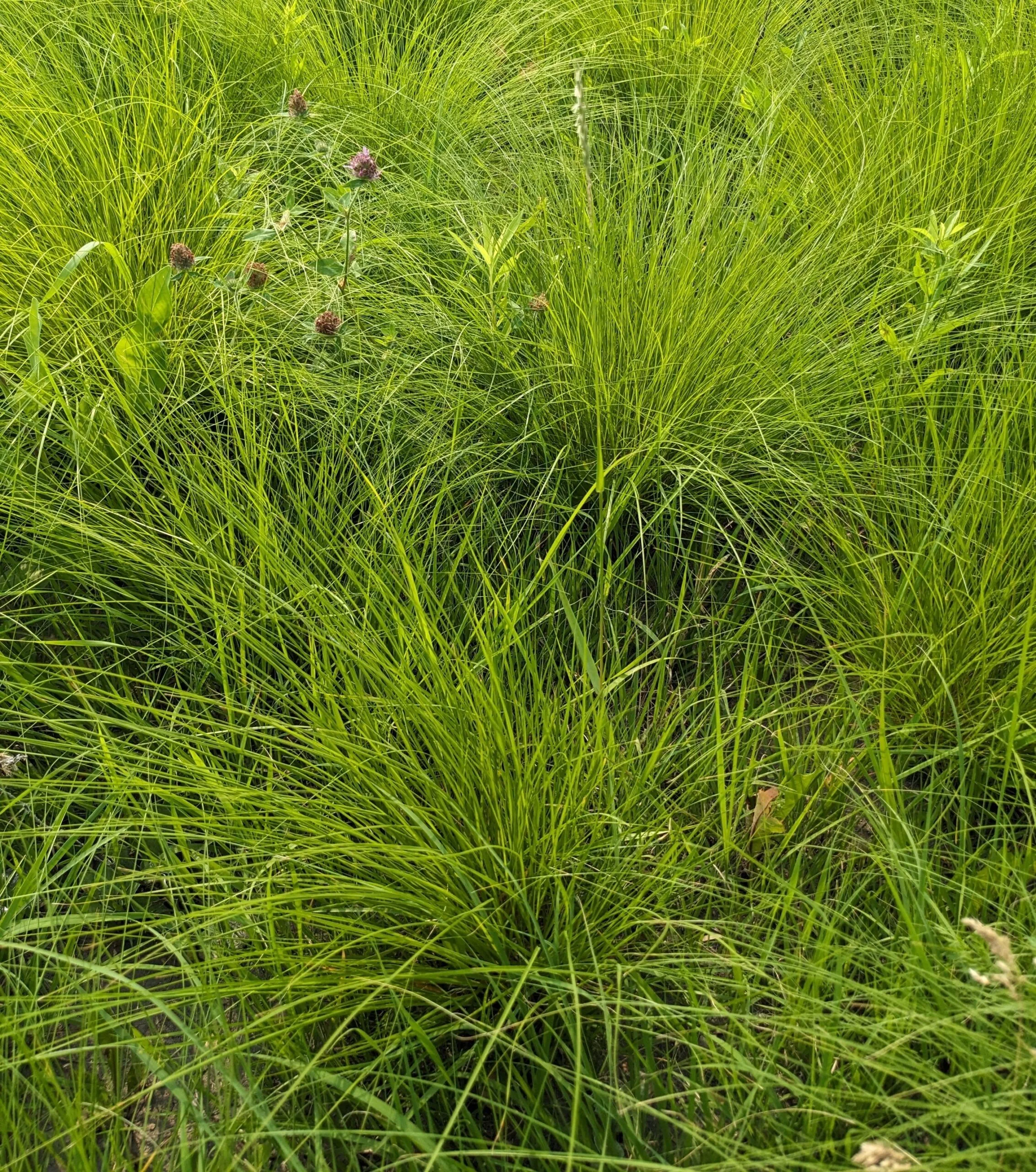 Prairie Dropseed