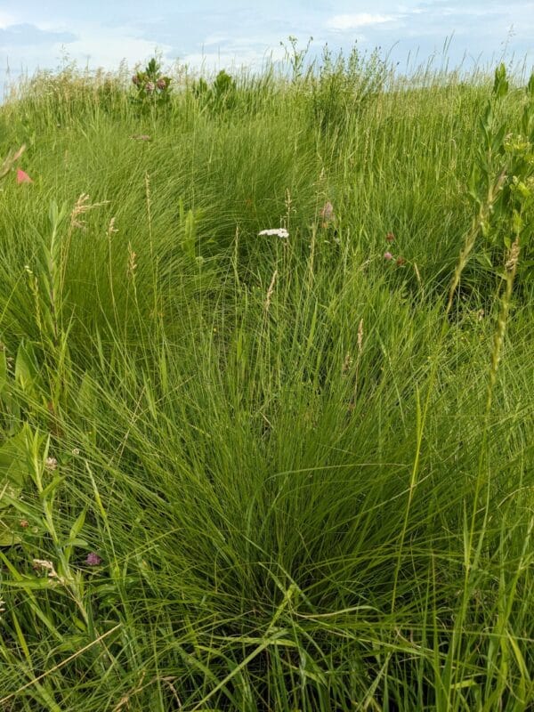 Prairie Dropseed - Image 2