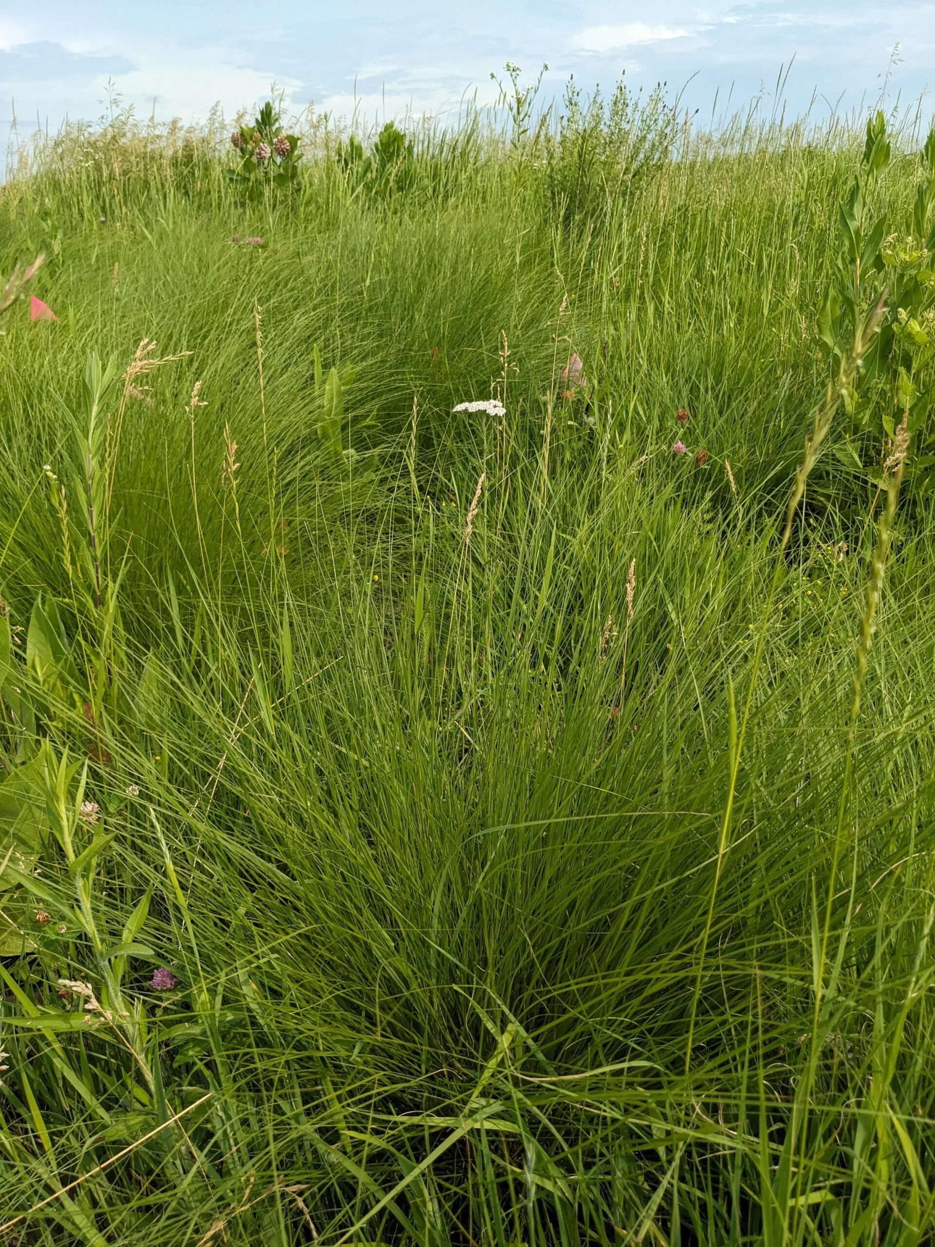 Prairie Dropseed - Image 2