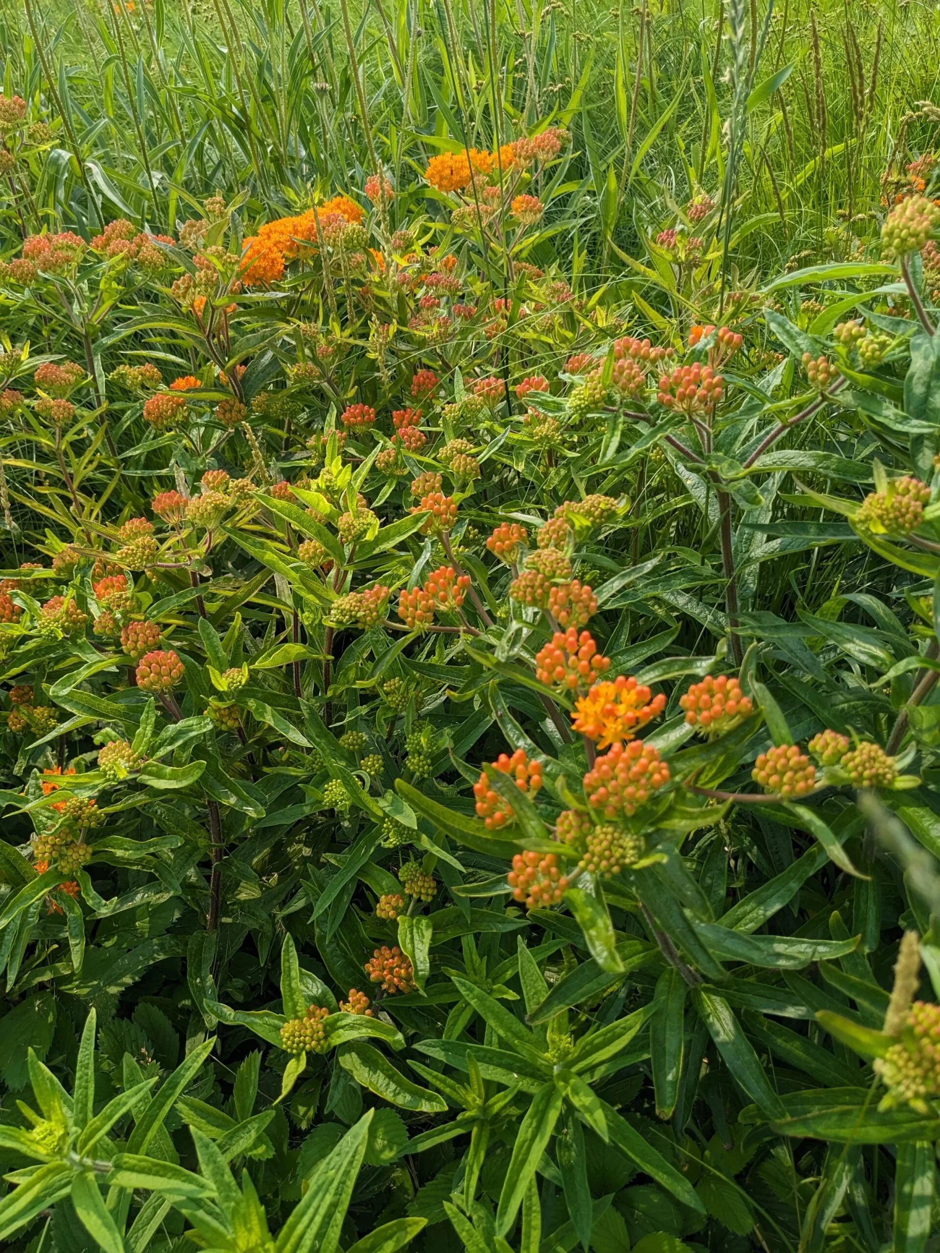 Butterflyweed - Image 3