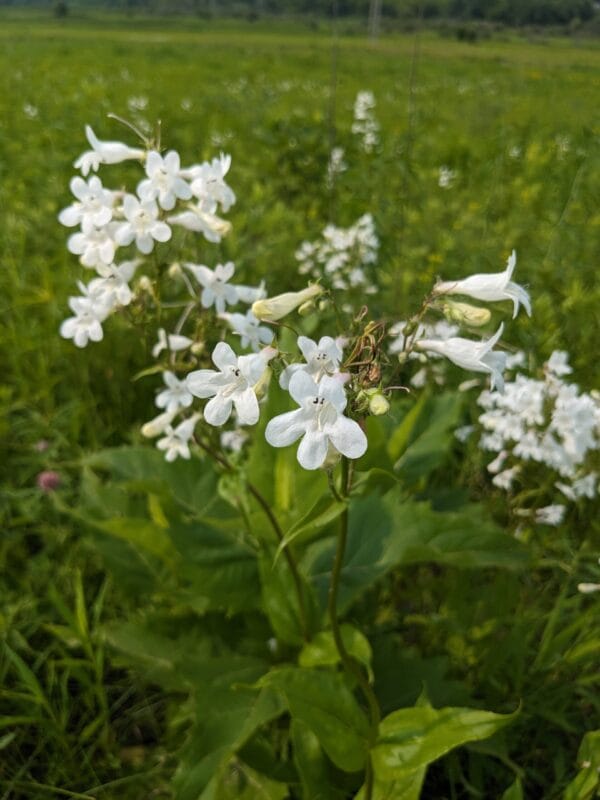 Smooth Penstemon - Image 2