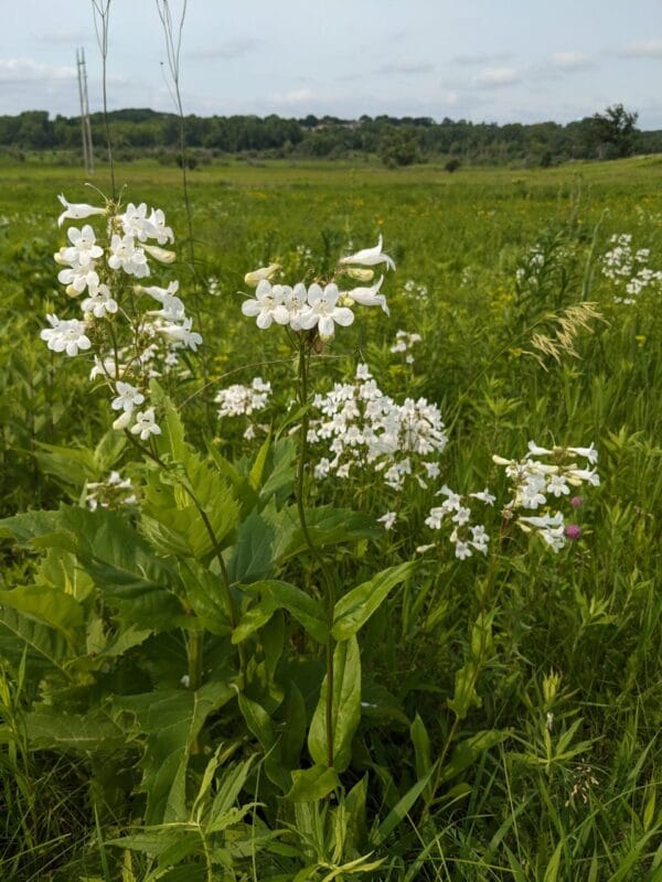 Smooth Penstemon - Image 3