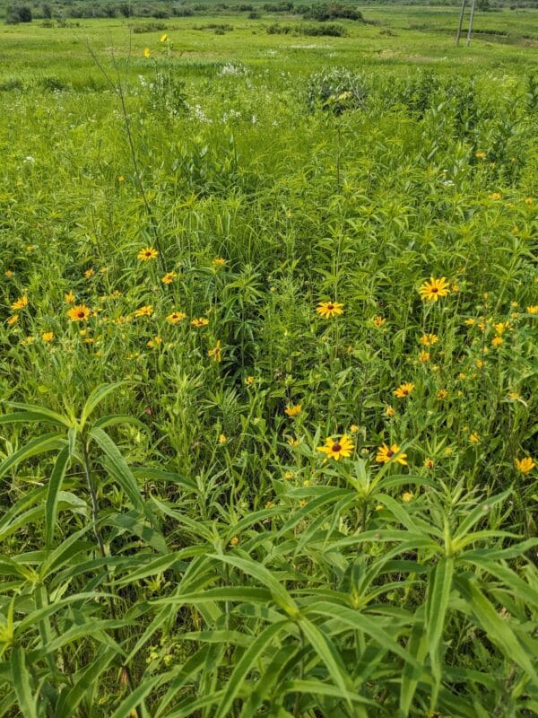Black Eyed Susan - Image 3