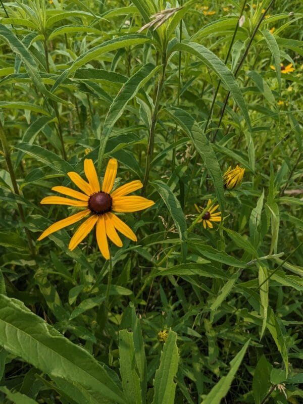 Black Eyed Susan - Image 2