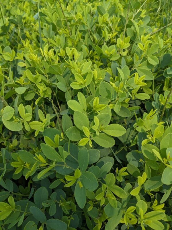 Blue False Indigo - Image 2
