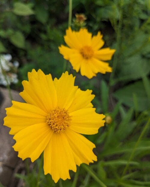 Lance-Leaf Coreopsis
