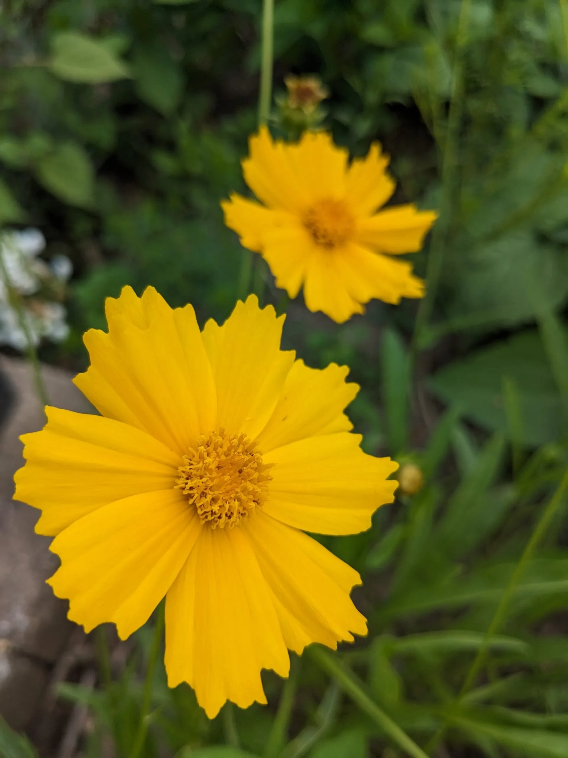 Lance-Leaf Coreopsis