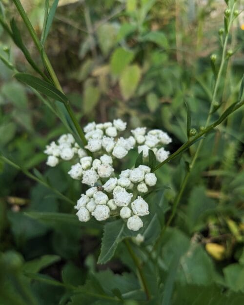 Wild Quinine