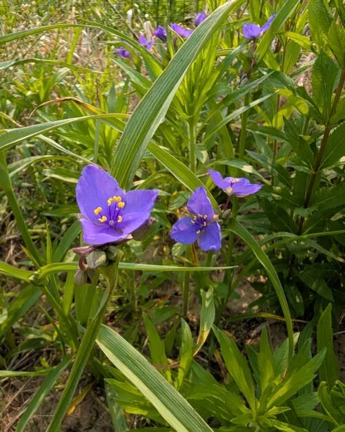 Ohio Spiderwort