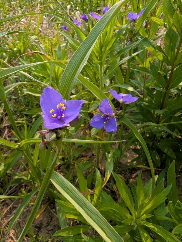 Ohio Spiderwort