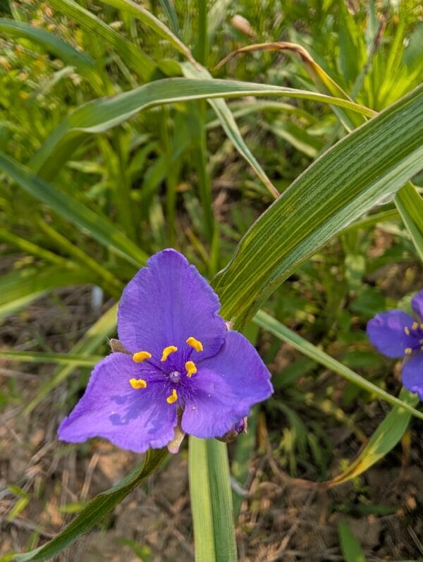 Ohio Spiderwort - Image 2