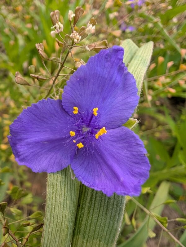 Ohio Spiderwort - Image 3