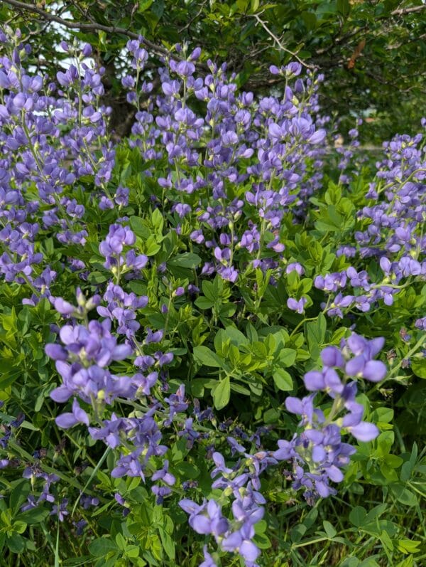 Blue False Indigo - Image 4