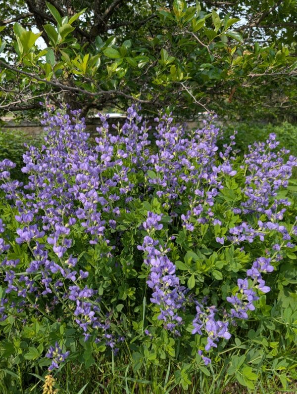 Blue False Indigo - Image 3